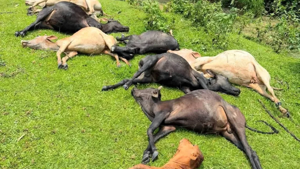 জুড়ীতে বজ্রপাতে ১৪ গবাদিপশুর মৃত্যু, ক্ষতিগ্রস্ত চা শ্রমিক পরিবার