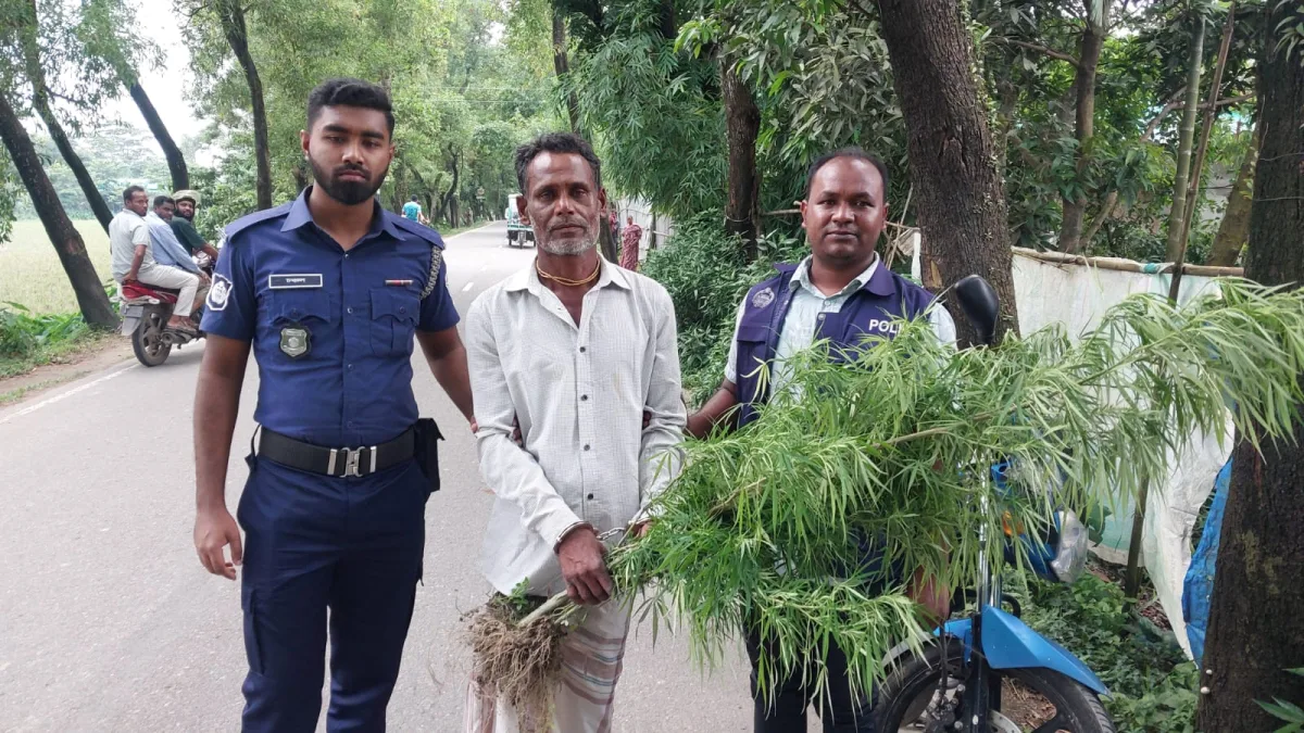 সুনামগঞ্জের হরিনগরে বাড়ির ছাঁদ থেকে গাঁজার গাছসহ ১ জন আটক।  সুনামগঞ্জ প্রতিনিধি