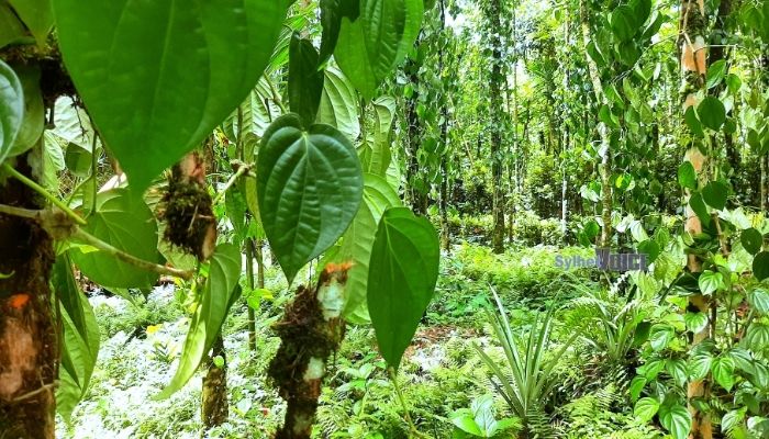 গোয়াইনঘাটে দুই খাসিয়া পরিবারের কোটি টাকার পান বাগানে হামলা
