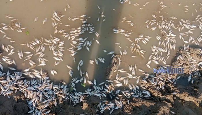 শাল্লায় বিষ প্রয়োগে মাছ মারার অভিযোগ