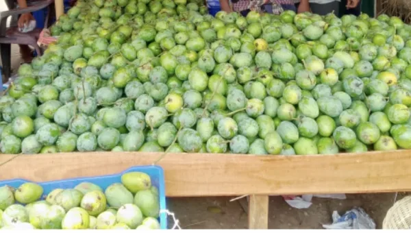 ডুমুরিয়ায় আমের বাজারে ধস, লোকসানের শঙ্কায় দিশেহারা চাষিরা