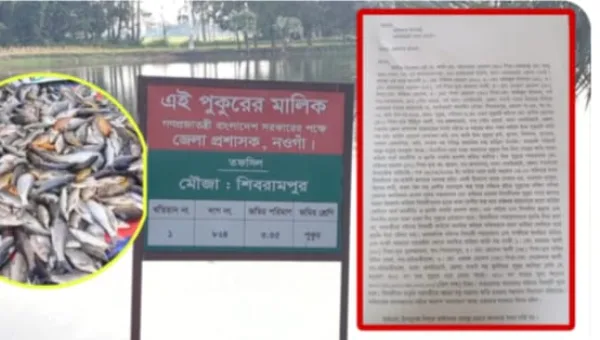 নওগাঁর ধামইরহাটে পুকুরে বিষ প্রয়োগের অভিযোগ, প্রায় ৩০ লাখ টাকার ক্ষতির আশঙ্কা