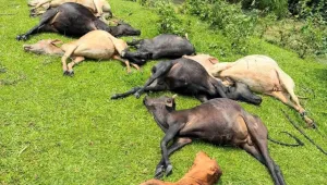 জুড়ীতে বজ্রপাতে ১৪ গবাদিপশুর মৃত্যু, ক্ষতিগ্রস্ত চা শ্রমিক পরিবার