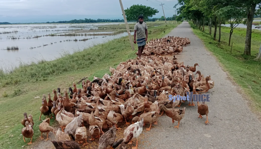 জনপ্রিয় হচ্ছে হাঁস পালন, স্বাবলম্বী হচ্ছেন তরুণরা
