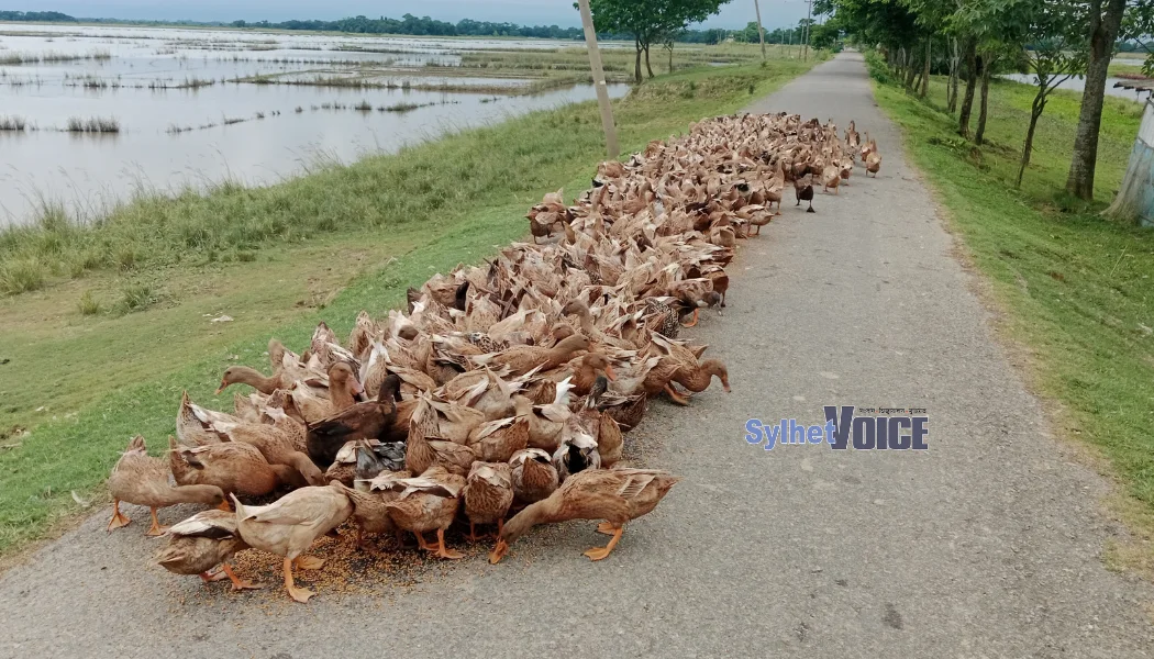 জনপ্রিয় হচ্ছে হাঁস পালন, স্বাবলম্বী হচ্ছেন তরুণরা